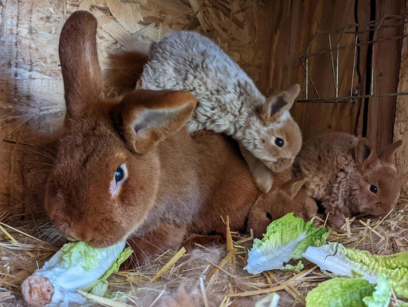 Helenes Ferienwohnung Auf Dem Bauernhof - Lausitzer Seenland Lauta Extérieur photo
